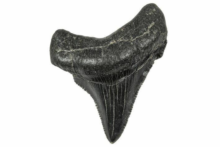 Serrated Angustidens Tooth - Megalodon Ancestor #340373